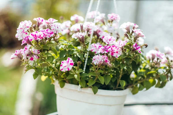 Cesti di petunia appesi fiori sul balcone. Petunia fiore in pianta ornamentale. — Foto Stock