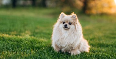 Sahada yeşil çimlerde poz veren sevimli neşeli tükürük. Doğanın arka planında bir köpek
