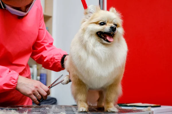 Curare i cani pomerani nel salone. Cura del cane professionale. — Foto Stock