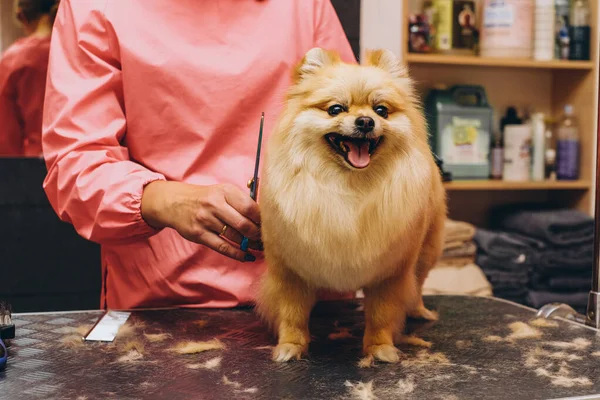 Cuidar dos cães da Pomerânia no salão. Cuidados cão profissional. — Fotografia de Stock