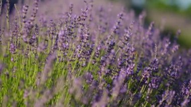 Kokulu lavanta çiçeğinin üzerindeki bal arısı. Bir arı lavanta çiçekleri tarlasının büyüyen yakın planında çalışıyor. Makro. Ağır çekim. Çiçek açan mor kokulu lavanta çiçekleri tarlada, yakın