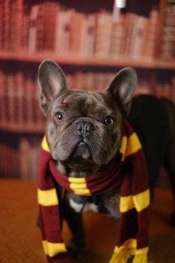 Çizgili eşarplı çekici bir bulldog kitapların arka planında. Karnaval kostümü giymiş komik bir köpek..