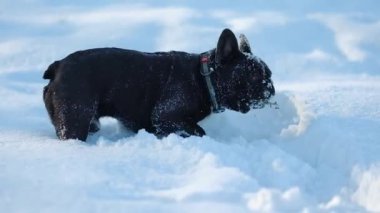 Siyah bir Fransız Bulldog güneşli bir kış gününde karda oynar..