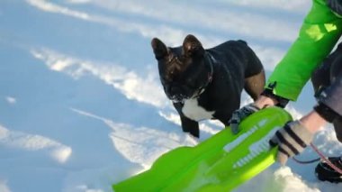 Siyah bir Fransız Bulldog güneşli bir kış gününde karda oynar..