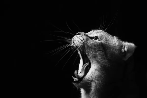 Кошка зевает черно-белыми — стоковое фото
