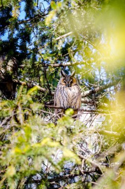 Uzun kulaklı bir baykuş tünemiş bir ağaç yan görünüm.