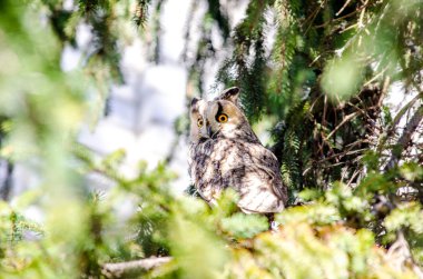 Uzun kulaklı bir baykuş tünemiş bir ağaç yan görünüm.