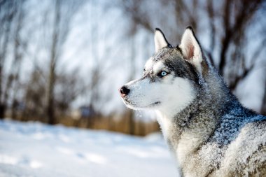 Siberian dış yapraklar portre profil