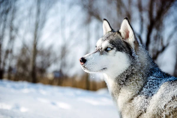 Porträt des sibirischen Huskys im Profil — Stockfoto