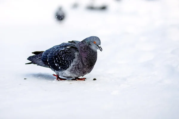 Pigeons sauvages en hiver sur la neige — Photo