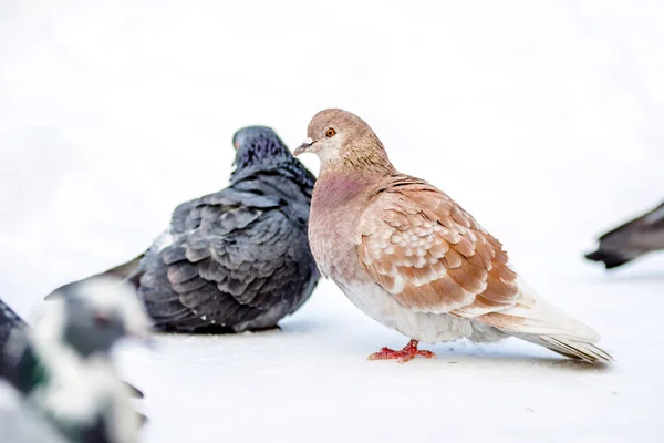 Wildtauben im Winter auf Schnee — Stockfoto