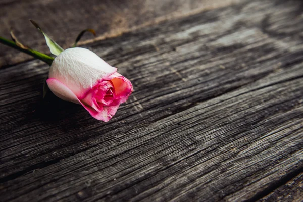 Rosa rosa deitada em uma mesa de madeira — Fotografia de Stock