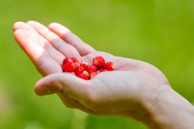 # Vahşi çilek elinde #