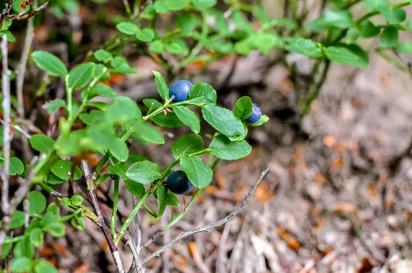 Sprig with fresh ripe blueberries in summer. — Stock Photo, Image