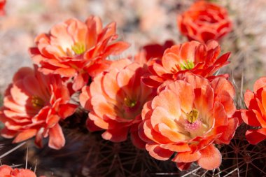 Arizona çölünde bahar zamanı açan güzel kaktüsler..