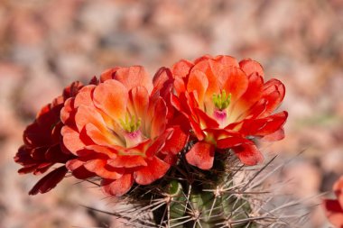 Arizona çölünde bahar zamanı açan güzel kaktüsler..