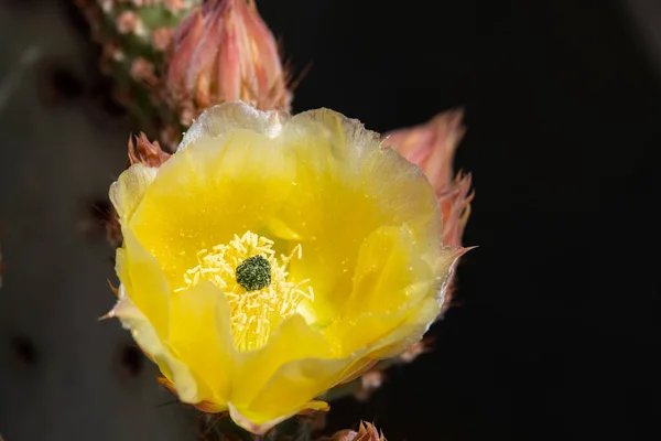 Hermosas Flores Cactus Floreciendo Primavera Desierto Arizona — Foto de Stock
