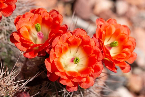 Beautiful Cacti Flowers Blooming Spring Time Arizona Desert Stock Photo