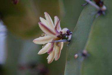 Güzel Mytrtillocactus (yaban mersini kaktüsü) çiçekleri bahar zamanı Arizona çölünde çiçek açar..