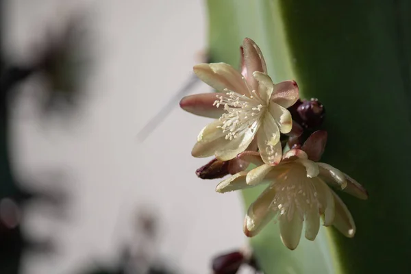 Lindas Flores Mytrtillocactus Cacto Mirtilo Florescendo Primavera Deserto Arizona — Fotografia de Stock