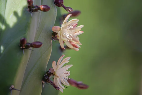 Krásné Květy Mytrtillocactus Borůvkový Kaktus Kvetoucí Jaře Poušti Arizona — Stock fotografie