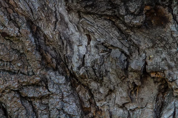 Van hout — Stockfoto