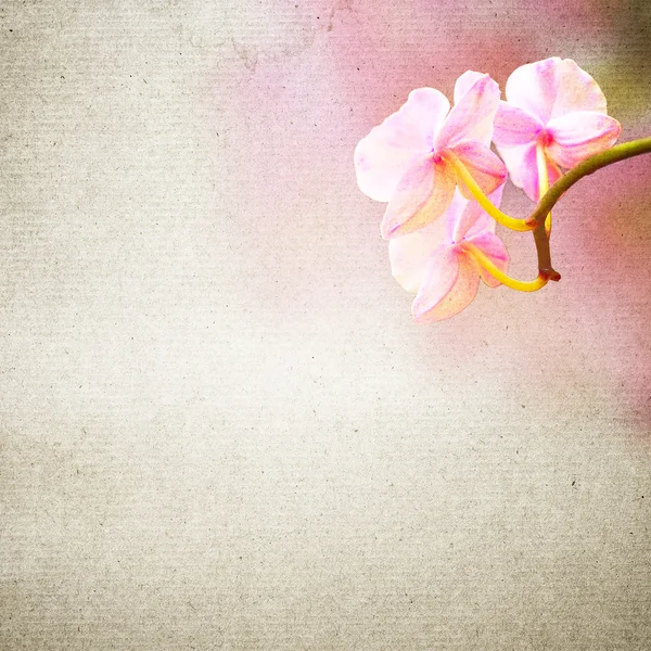 Textured old paper background with flower — Stock Photo, Image