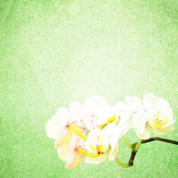 Texturou staré papírové pozadí s květinou — Stock fotografie