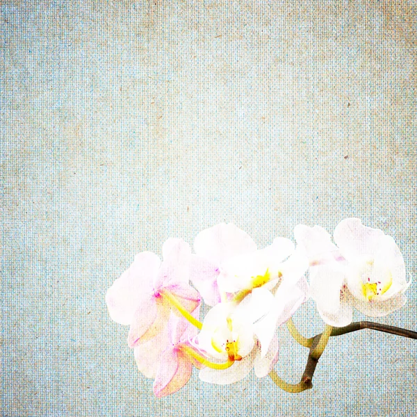 Textured old paper background with flower — Stock Photo, Image