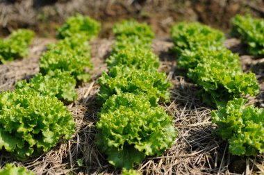 Yeşil meşe marulu tarlasını yakın plan çekimde. Yeşil meşe marulu çiftliği.