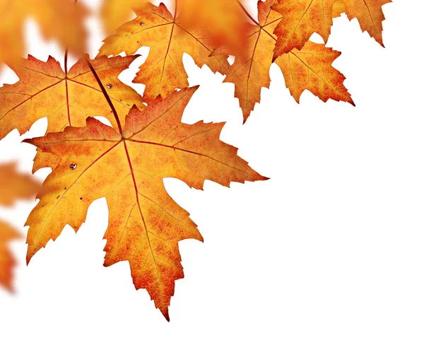 sınır turuncu sonbahar yaprakları