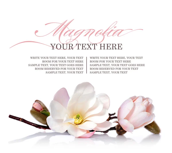 Ramo di fiori di Magnolia su sfondo bianco — Foto Stock