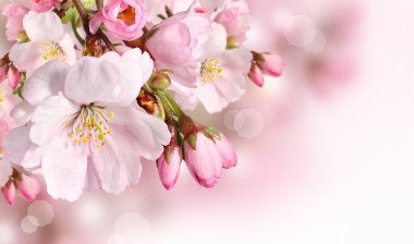 Картина, постер, плакат, фотообои "весенний цветочный фон с розовым цветом цветы пионы черно одуванчики", артикул 67579257