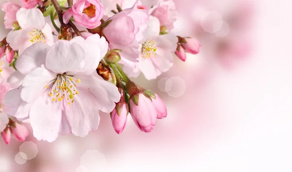 분홍색 꽃으로 봄 꽃 배경 스톡 이미지