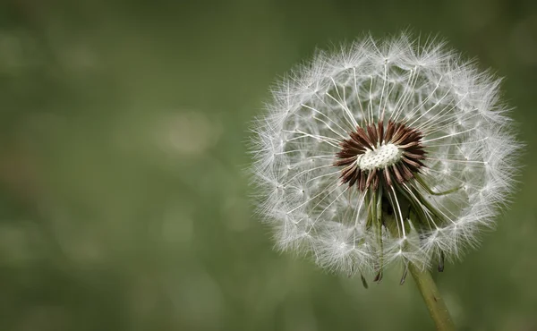 Design di condoglianze o simpatia con fiore di dente di leone — Foto Stock