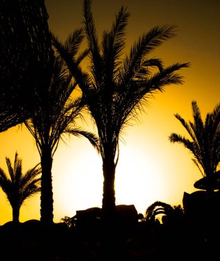 Gün batımında bir palmiye ağacının silueti..