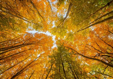 Sarı sonbahar ormanı. Ağaçlara bak..