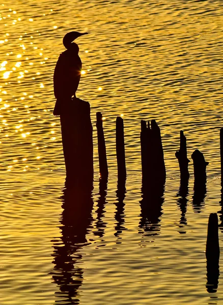 Héron Est Assis Sur Souche Héron Sur Lac — Photo