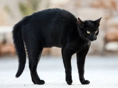 Kara kedi korkmuştu ve çömelmişti. Kara kedi korku ve saldırganlık içinde.