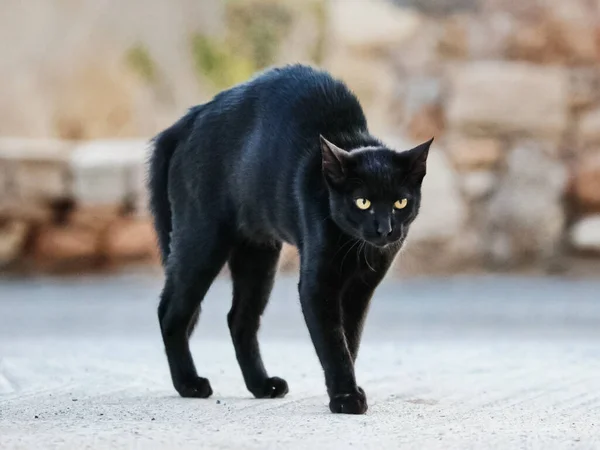 Black Cat Frightened Stooped Black Cat Fear Aggression — Stock Photo, Image