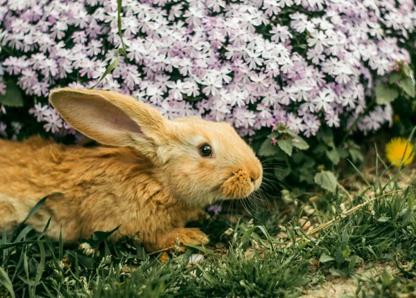 花の草の中に赤いウサギ ウサギさん — ストック写真