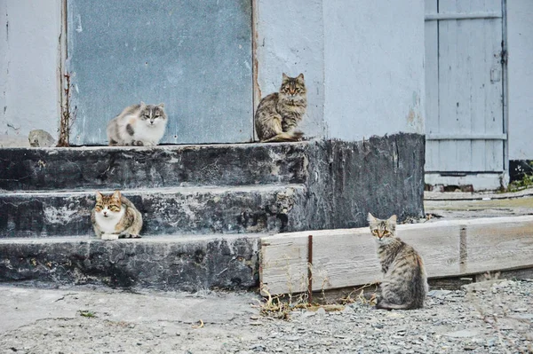 Τέσσερις Γάτες Κάθονται Στη Γωνία Του Παλιού Σπιτιού Γάτες Στο — Φωτογραφία Αρχείου