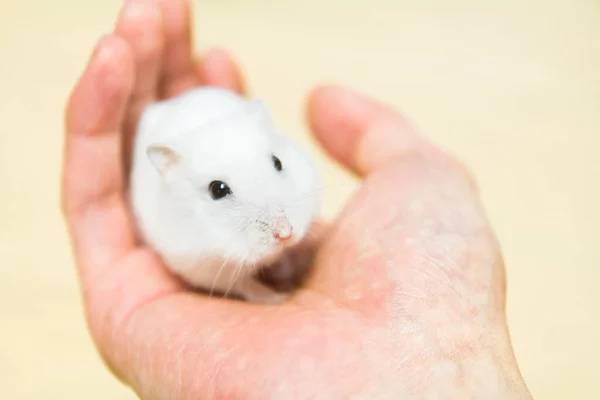 Hamster Domesticado Mão Humana Roedor Caseiro — Fotografia de Stock
