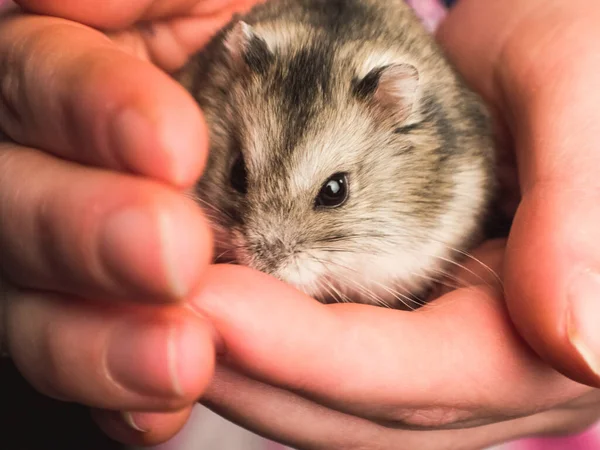 Domestizierte Hamster Der Menschlichen Hand Hausgemachtes Nagetier — Stockfoto