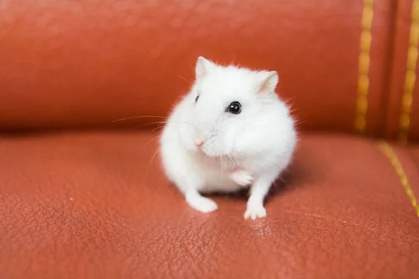 Hausgemachter Hamster Niedliches Nagetier Hause Hausgemachter Hamster Niedliches Nagetier — Stockfoto