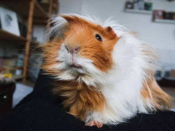 Zelfgemaakte Hamster Schattig Huisdier Zelfgemaakte Hamster Schattig Huisdier Rechtenvrije Stockfoto's