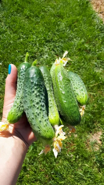 Groene Komkommers Hand Van Een Vrouw Oogst Van Het Bed — Stockfoto