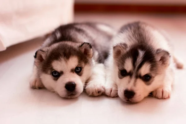 Husky Puppies Two Little Dog Puppies Husky Puppies Two Little — Stock Photo, Image