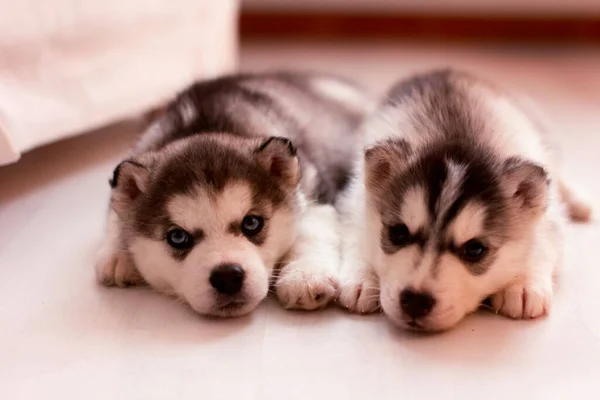 Husky Welpen Zwei Kleine Hundewelpen Husky Welpen Zwei Kleine Hundewelpen — Stockfoto