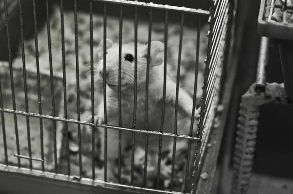 A domestic white rat in a cage. a rat in a cage asks for food.